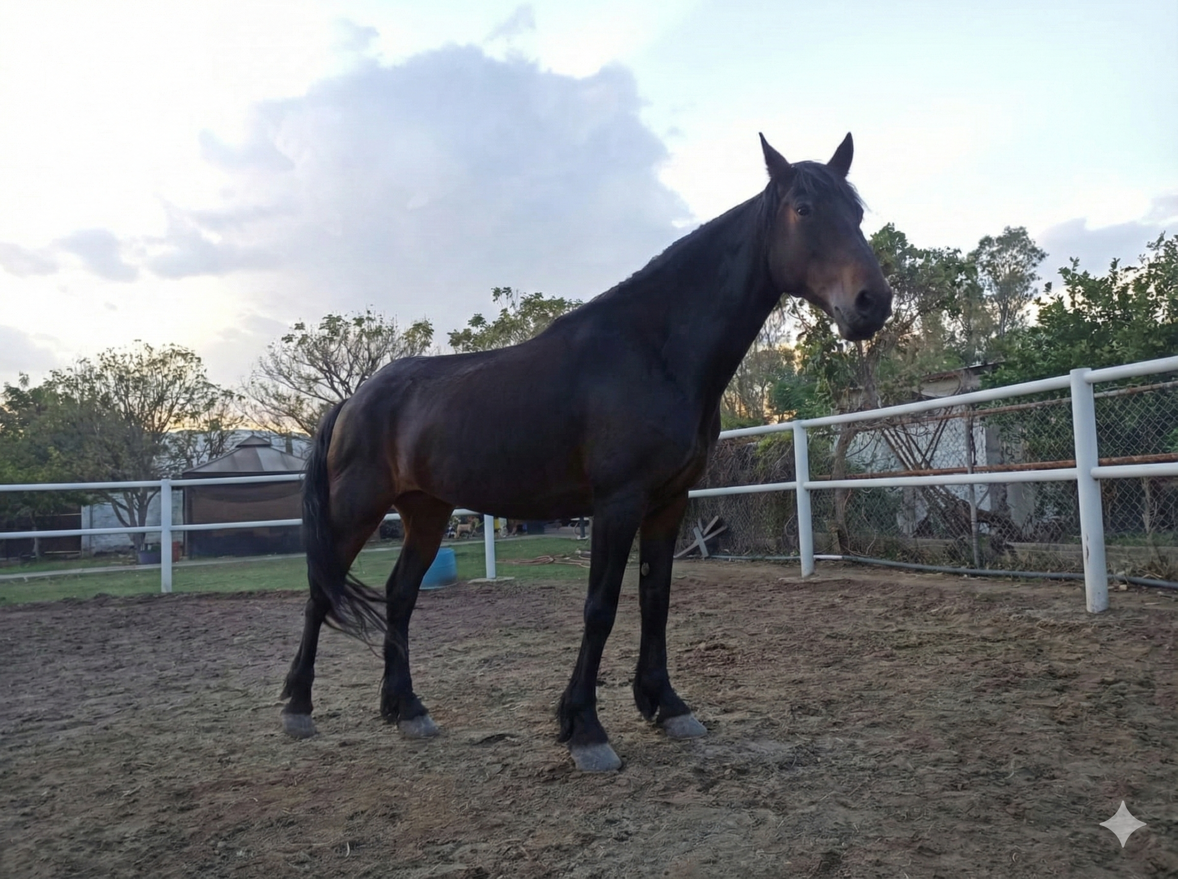 Amigos de Riendas para la Vida